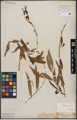 Foto von Salix babylonica L.